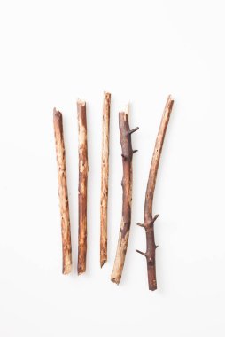 Dalları kabuk üzerinde beyaz bir arka plan olmadan. Metin için yer.