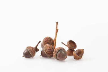 Beyaz bir arka plan üzerinde meşe palamudu. Metin için yer.