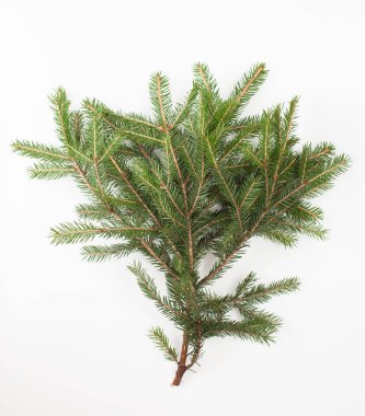 Ladin şube beyaz zemin üzerinde. Metin için yer.