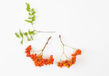 Beyaz bir arka plan üzerinde üvez meyveleri. Metin için yer.