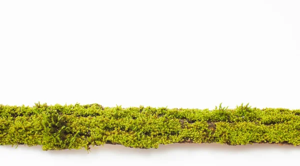 The moss on the bark of a tree on a white background. Place for text. — Stock Photo, Image