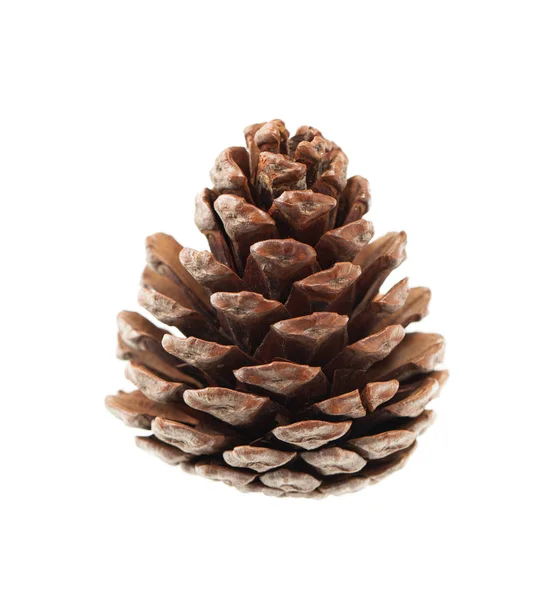 Pine pinecone on a white background. Place for text. — Stock Photo, Image