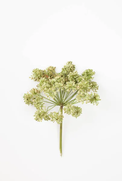 Angélica archangelica flores sobre un fondo blanco. Lugar para el texto . — Foto de Stock