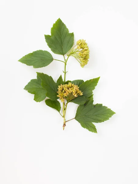 Libeček rostlina s listy na bílém pozadí. Místo pro text. — Stock fotografie
