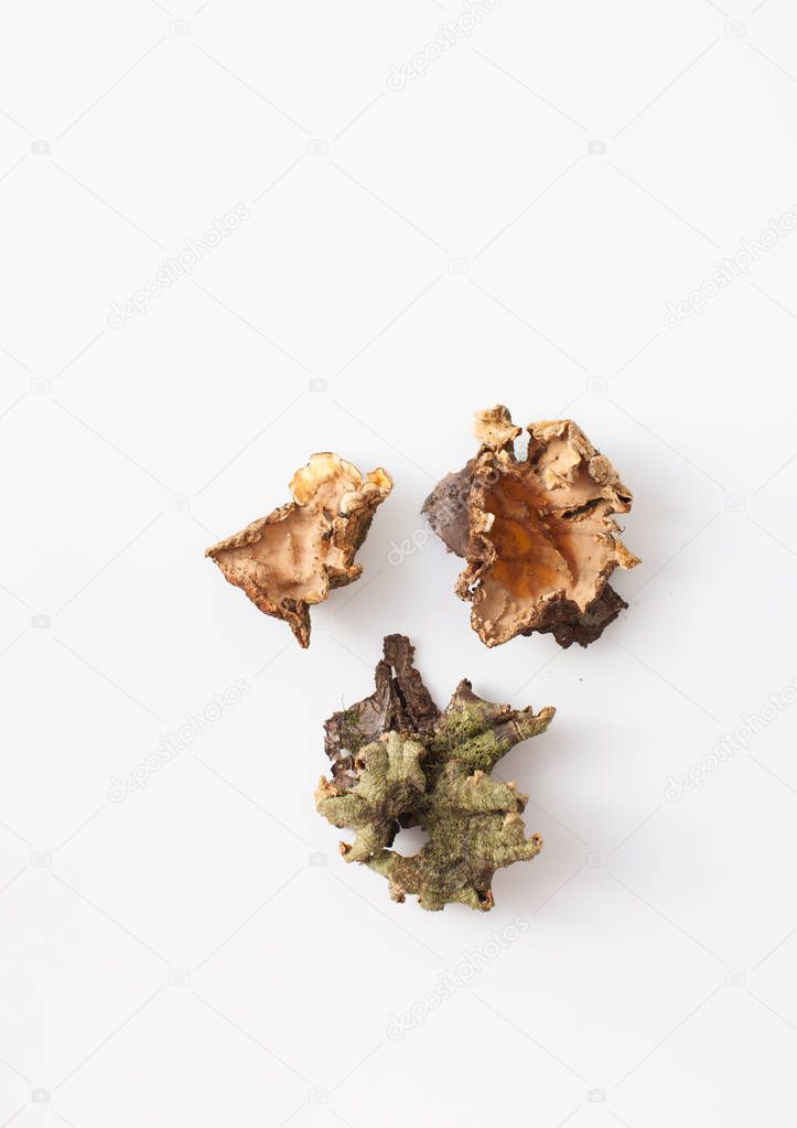 Wood fungi on a white background. Place for text.