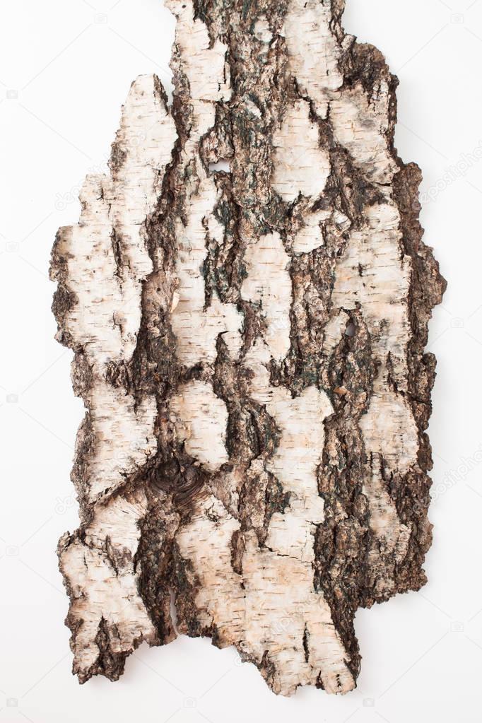 The bark of old birch on a white background. Place for text.