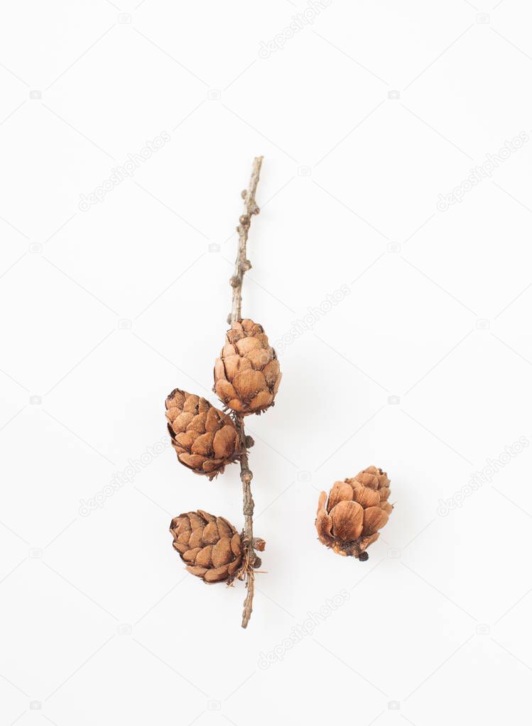 Larch cones on the white background. Place for text.