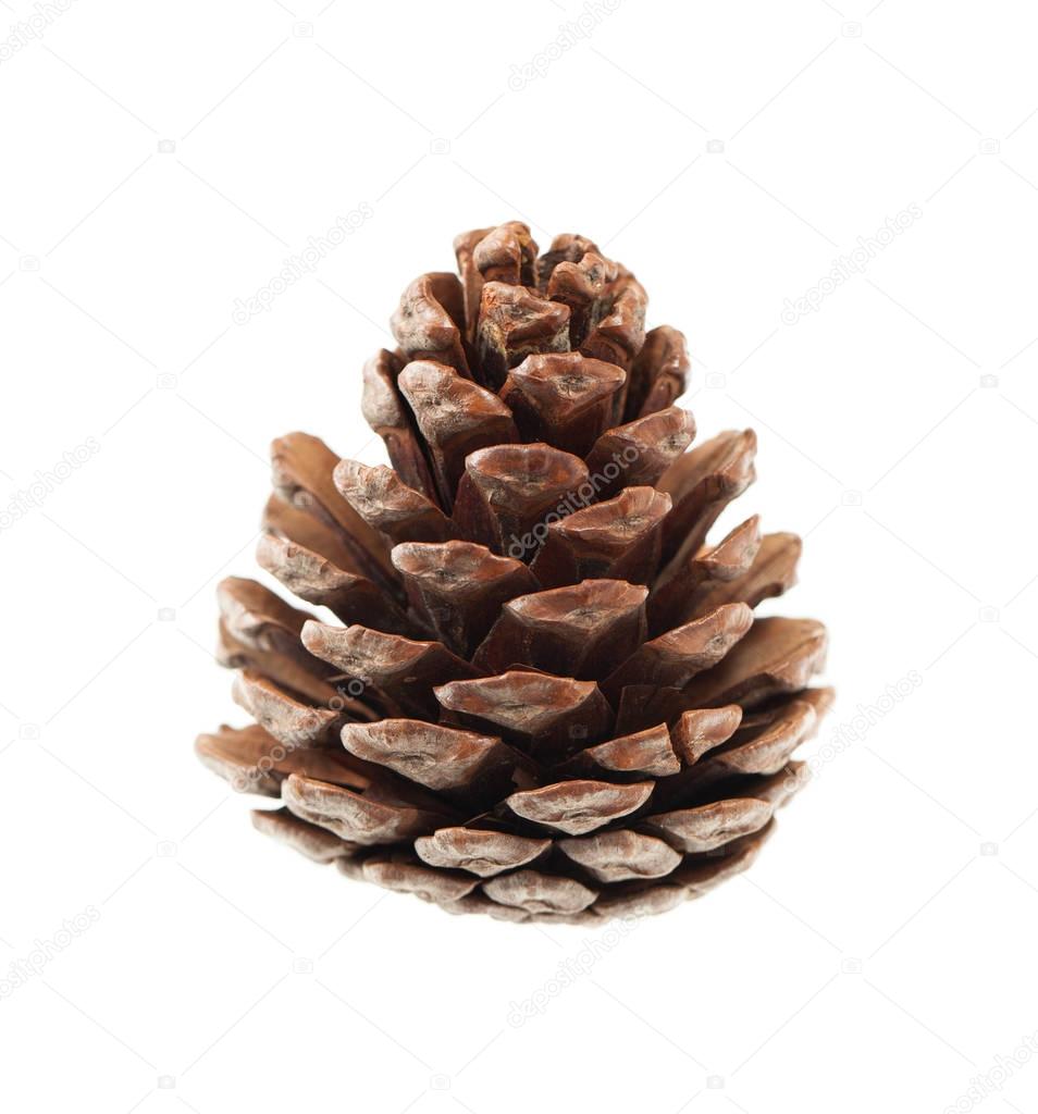 Pine pinecone on a white background. Place for text.