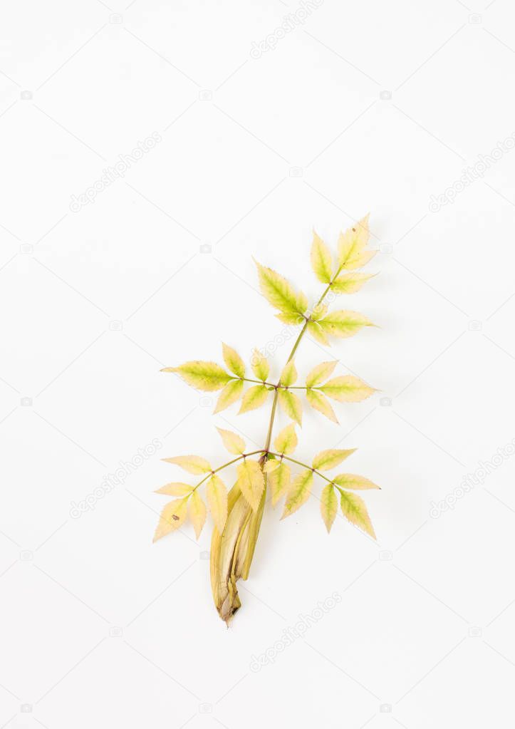Autumn leaves of the ash tree on white background