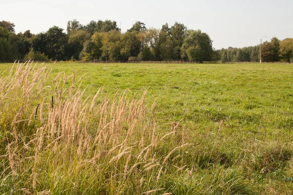 Gröna fält med lågt gräs med prelaskom faller — Stockfoto