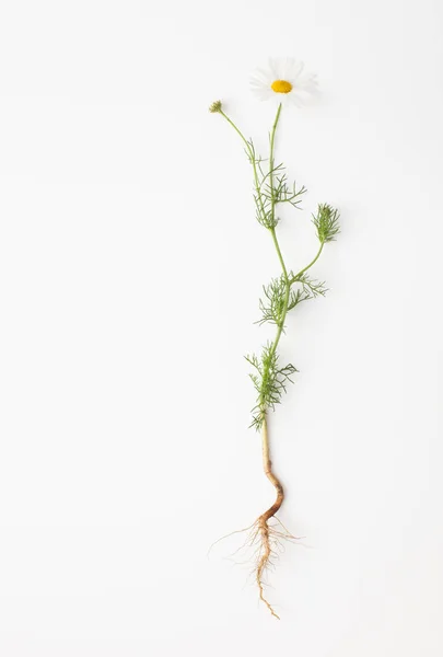Ромашка с корнем на белом фоне — стоковое фото