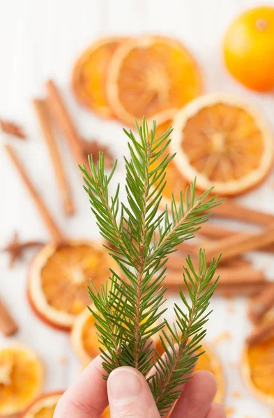 Päls-träd gren i handen på bakgrunden av torkade apelsiner — Stockfoto