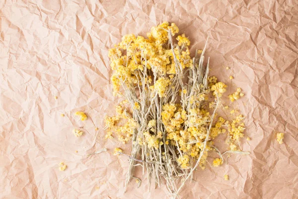 Dried plant immortelle on natural paper — Stock Photo, Image
