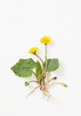 Yaprakları ve beyaz arka plan üzerinde kök ile coltsfoot
