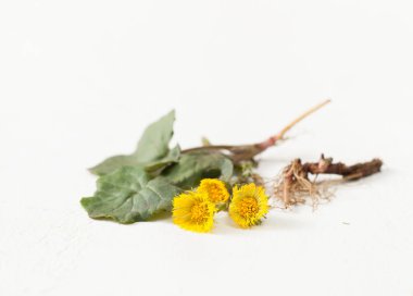 Yaprakları ve beyaz arka plan üzerinde kök ile coltsfoot