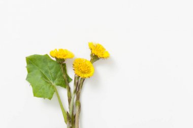 Yaprakları ve beyaz arka plan üzerinde kök ile coltsfoot