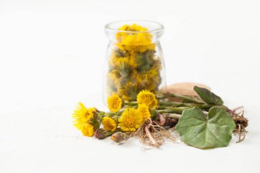 Preparation of tinctures of coltsfoot on a white table. clipart