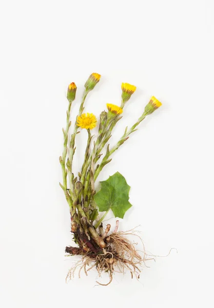 Coltsfoot com folhas e raiz sobre fundo branco — Fotografia de Stock