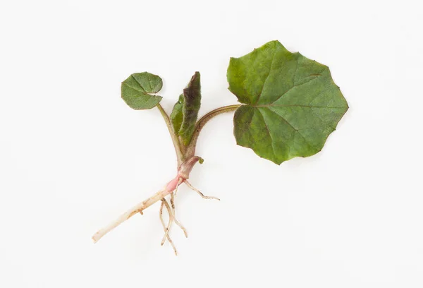 Foglie giovani del coltsfoot con radice su sfondo bianco — Foto Stock