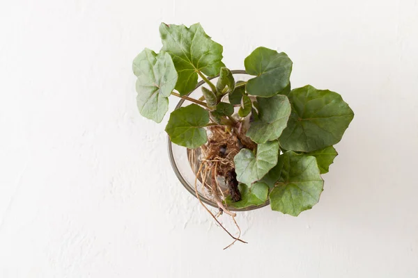 Young coltsfoot leaves with root on white background — Stock Photo, Image