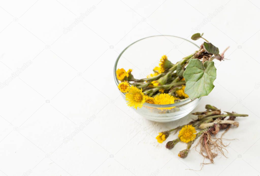 Plant coltsfoot in a Cup on a white table.