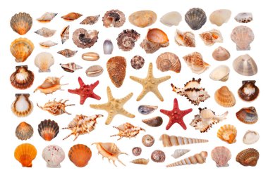 seashells beyaz zemin üzerinde bir dizi