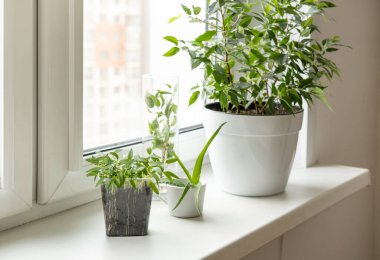 Pencere eşiğinde fidanlar ve bitkiler yetiştiriyor. Evde taze yeşiller var..