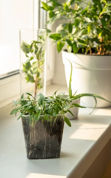 在窗台上种植植物和幼苗 家里新鲜的蔬菜 — 图库照片