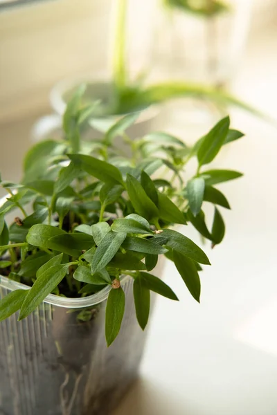 窓辺の植物や苗を栽培しています 家の新鮮な緑 — ストック写真