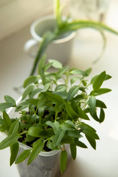 Growing plants and seedlings on the windowsill. Fresh greens at home.