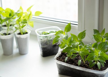 Dairenin pencere eşiğindeki plastik kaplarda sebze tohumları.
