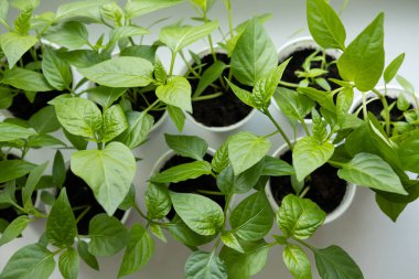 Apartmanın pencere eşiğindeki beyaz bardaklarda sebze tohumları. Yukarıdan görünüşü