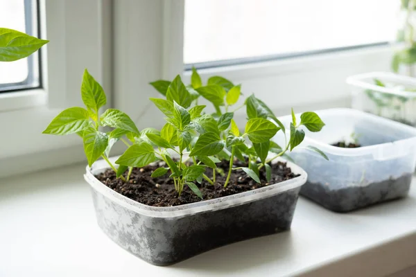 Semis Légumes Dans Des Récipients Plastique Sur Rebord Fenêtre Dans — Photo