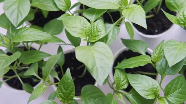 Mudas Legumes Copos Brancos Peitoril Janela Apartamento Vista Cima — Vídeo de Stock