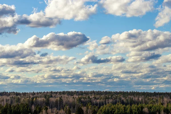 Небо Білими Пухнастими Хмарами Над Змішаним Лісом Вдень — стокове фото