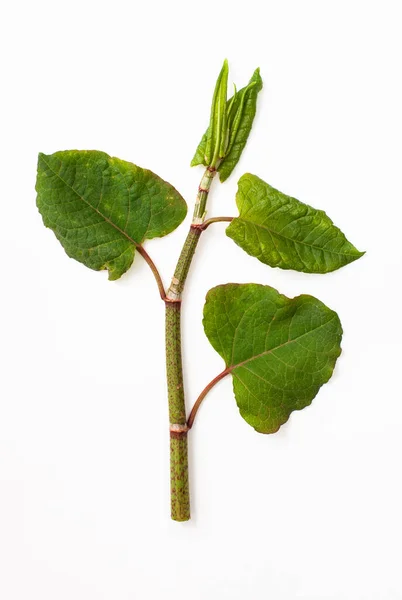 Polygonum Cuspidatum Sur Fond Blanc Reynoutria Japanese Est Utilisé Pour — Photo