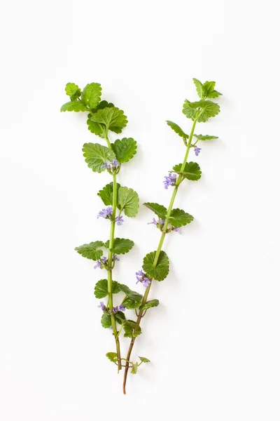 植物ツタの若い新鮮な枝形Glechoma 白い背景に紫色の花を持つHederaceace Glechoma — ストック写真