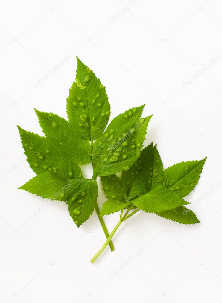 Leaf of a plant with bubbles affected by a disease or pest on a white background
