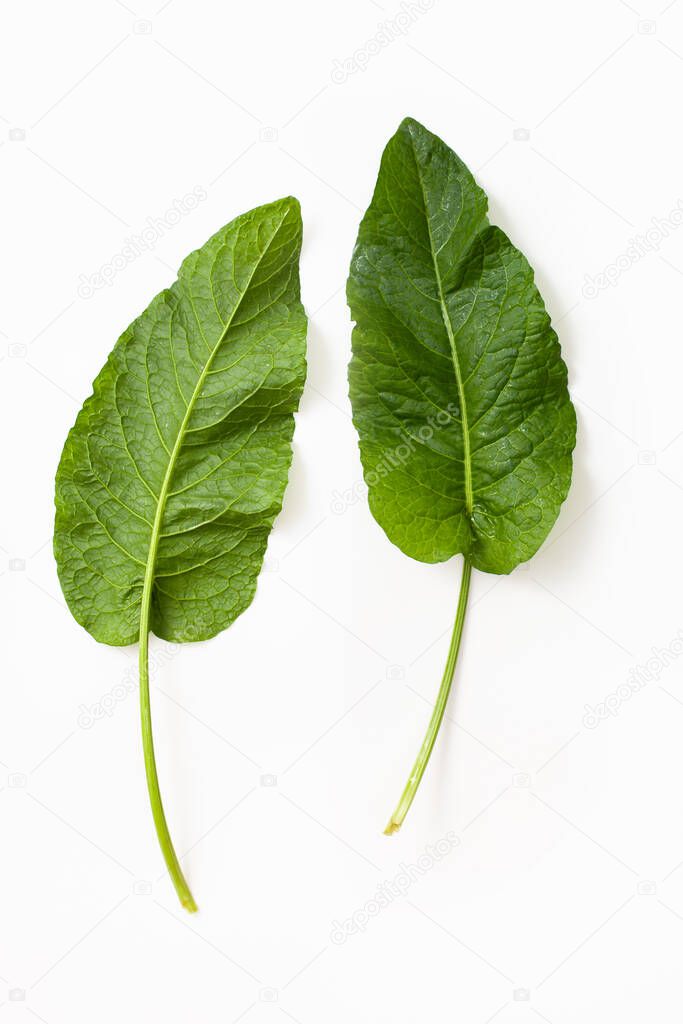 Raw Rumex crispus, yellow dock green fresh leaf on both sides with a shadow on a white background. Top view.