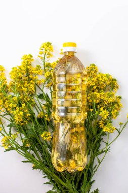 Beyaz arka planda surepka çiçekleri olan bir şişe tecavüztohumu yağı. Tepeden tırnağa.