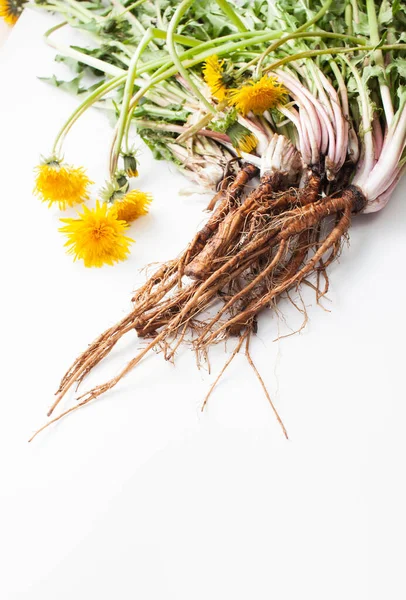 Many Young Fresh Dandelion Roots Leaves Yellow Flowers White Background — Stock Photo, Image