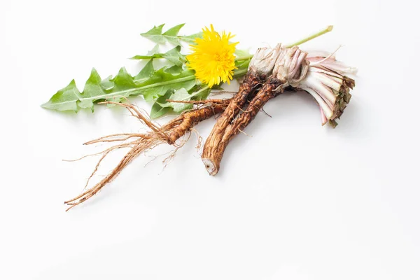 Raízes Jovem Dente Leão Com Folhas Cortadas Uma Flor Dente — Fotografia de Stock