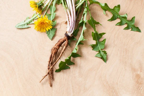 Young Dandelion Roots Leaves Yellow Flowers Wooden Background Use Folk — Stock Photo, Image