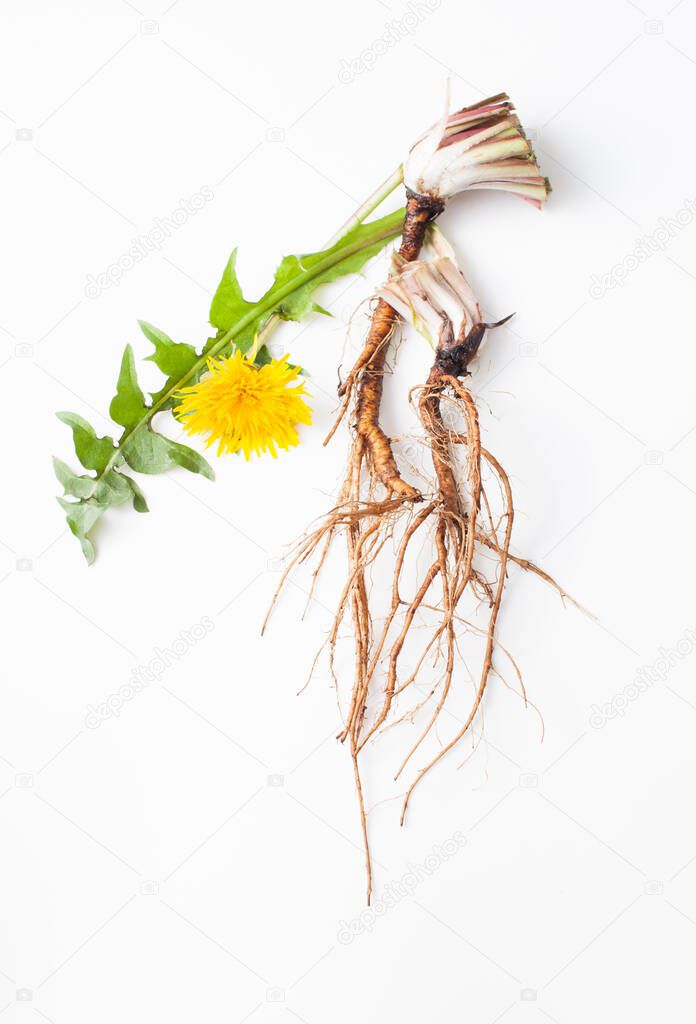 Two young dandelion roots with cut leaves and a dandelion flower on a white background. Space for text.