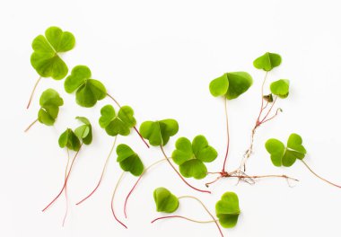 Beyaz arka planda kök salmış Oxalis. Ekşi bir bitkinin taze yapraklarıyla dolu bir arka plan. Ekşi ot halk tıbbında kullanılır. Boşluk metnini kopyala.
