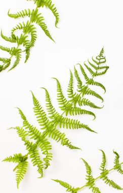 Metin eklemek için alanı olan beyaz bir arkaplanda eğreltiotu dalları. Arkaplan resmi.