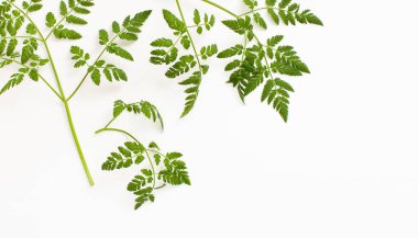 Hemlock poison plant twigs with small lace leaves on a white background. Background image with space for inserting text. clipart