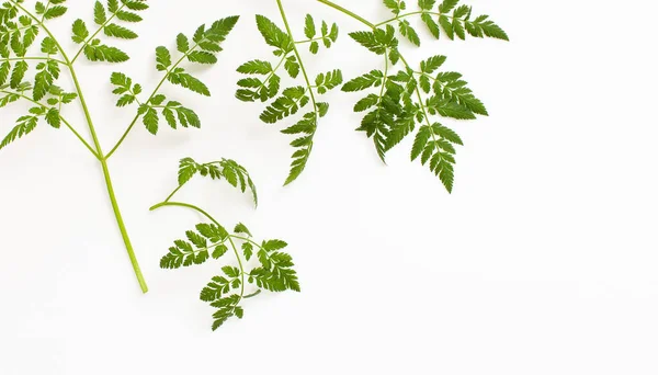 Ветки Ядовитого Растения Маленькими Кружевными Листьями Белом Фоне Фоновое Изображение — стоковое фото