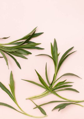 Yumuşak pembe bir zemin üzerinde taze yaprakları olan dallar ve metin için boşluk. Boşluk doldurmanın arkaplan resmi.