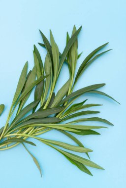 Tarhun bitkilerinin yeşil dalları yumuşak mavi bir arka planda. Metin için alanı olan arkaplan resmi.